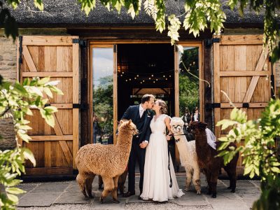 The Tythe Barn alpacas